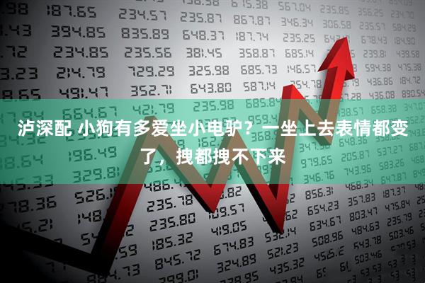 泸深配 小狗有多爱坐小电驴?一坐上去表情都变了,拽都拽不下来